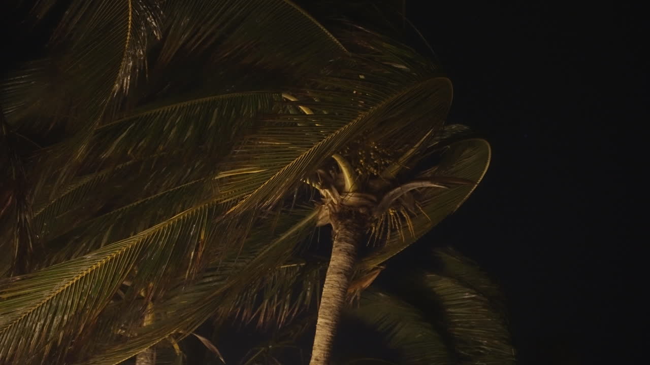 Night Shot Of Palm Tree Blowing In The Wind
