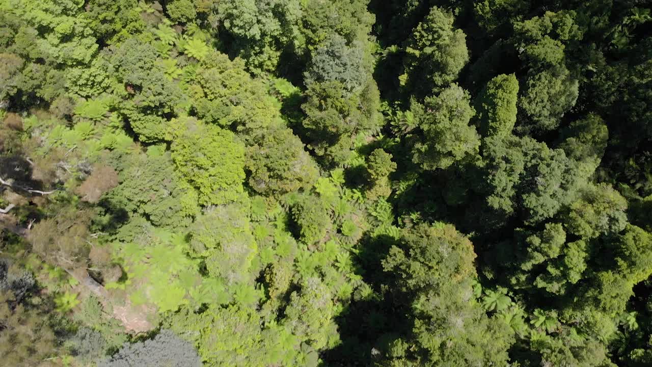 vista aérea de pájaro del suelo del bosque en las cordilleras strzelecki australia