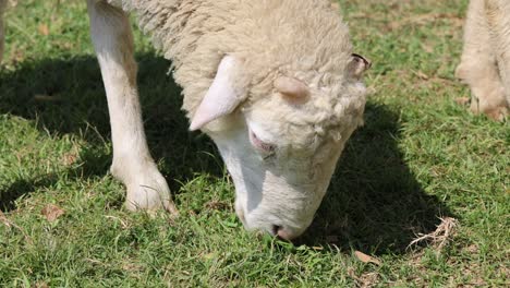 a sheep nibbles grass and observes its surroundings.