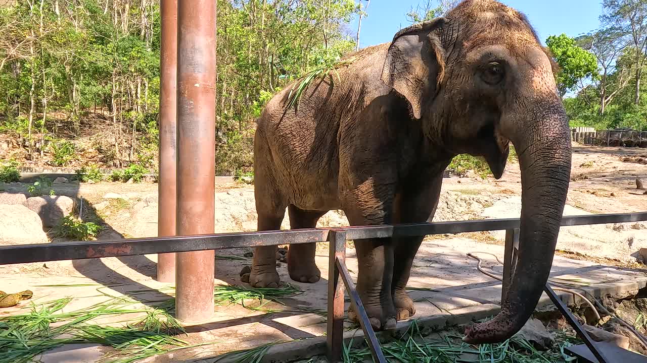 자연 환경 에서 음식 을 즐기는 코끼리