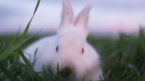 white tasty bunny eats green grass, close up shot. beautiful white rabbit in the field