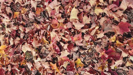 autumn leaves on ground