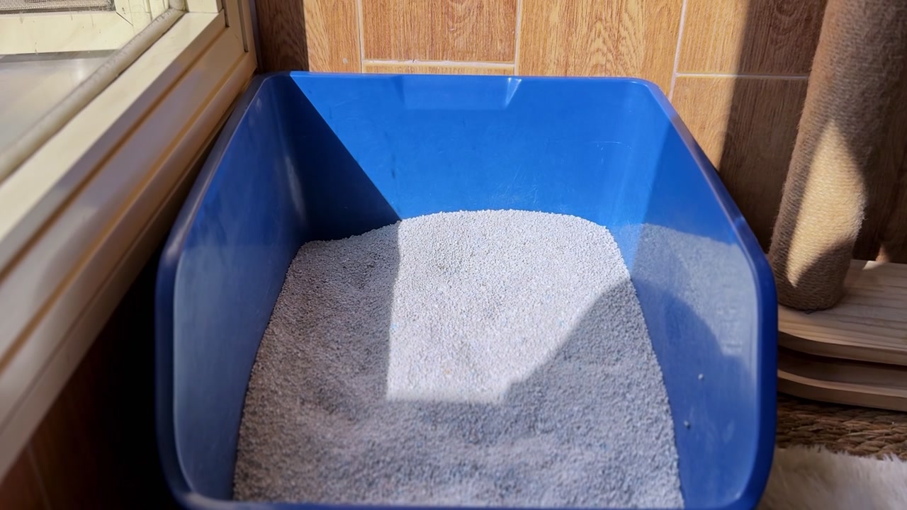 Empty blue litter tray filled with clean granules sits beside a sunlit window in a home interior, showing a tidy indoor pet hygiene setup.