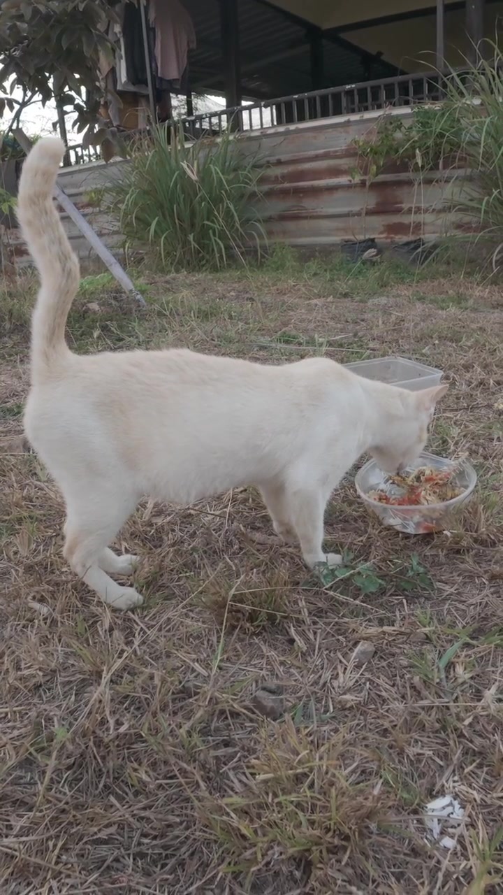 Weiße Katze frisst Futter aus einem Napf im Freien