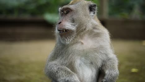 Slow-Motion-Handheld-shot-of-one-of-the-beautiful-Balinese-Long-Tailed-Monkeys-at-the-Sacred-Monkey-Forest-in-Bali,-Indonesia