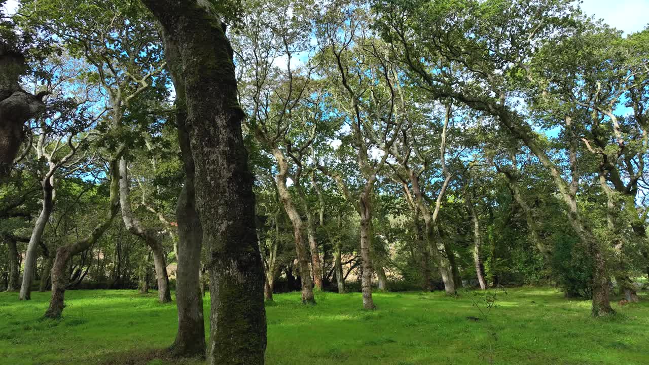 impresionantes árboles exuberantes y prados verdes en la caminata por el bosque de carballeira municipal de baio, españa