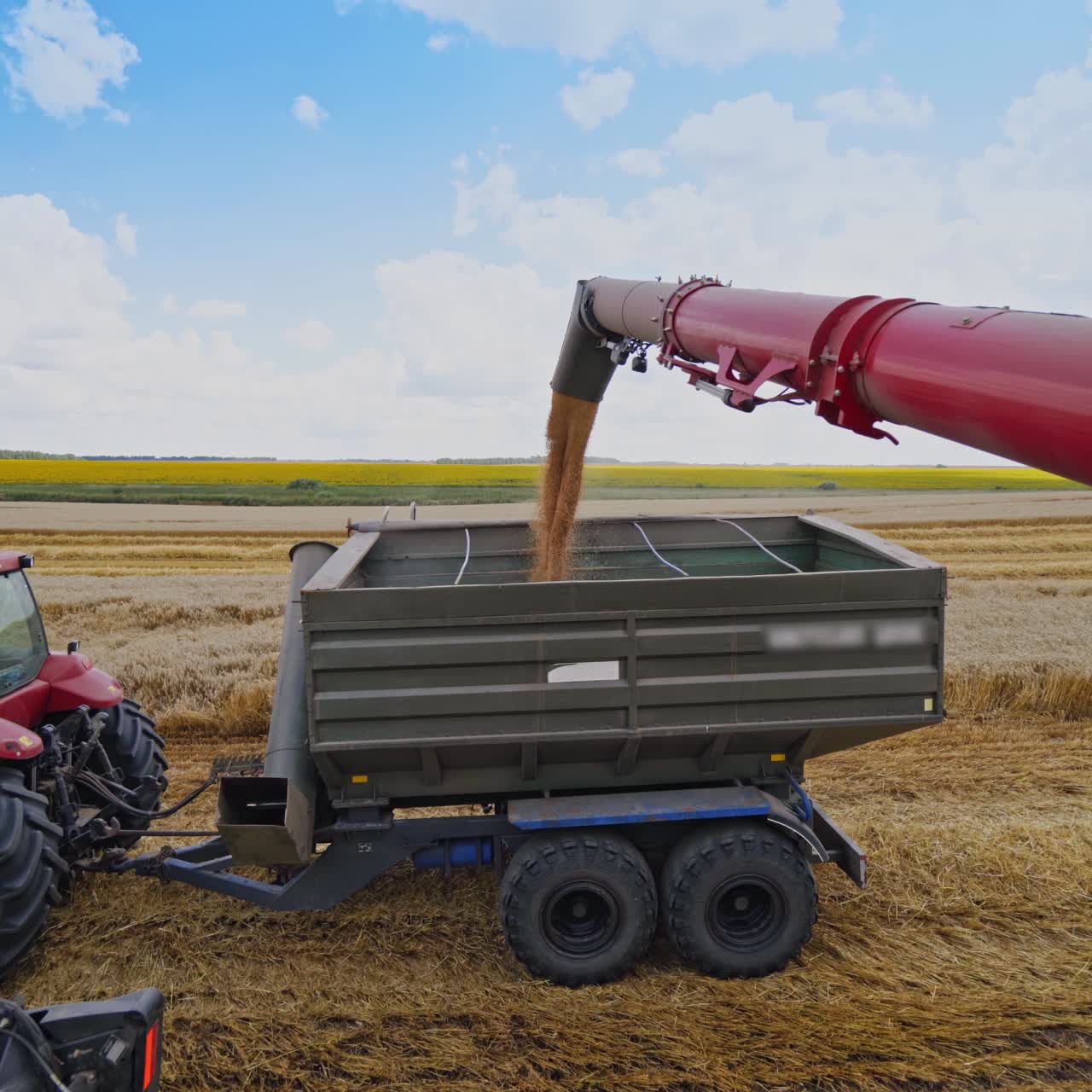 Grain being loaded into a truck trailer. Combine harvester pouring out ripe grains through long tube into tractor trailer after harvest on the field.