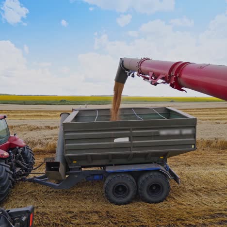 grain being loaded into a truck trailer. combine harvester pouring out ripe grains through long tube into tractor trailer after harvest on the field.