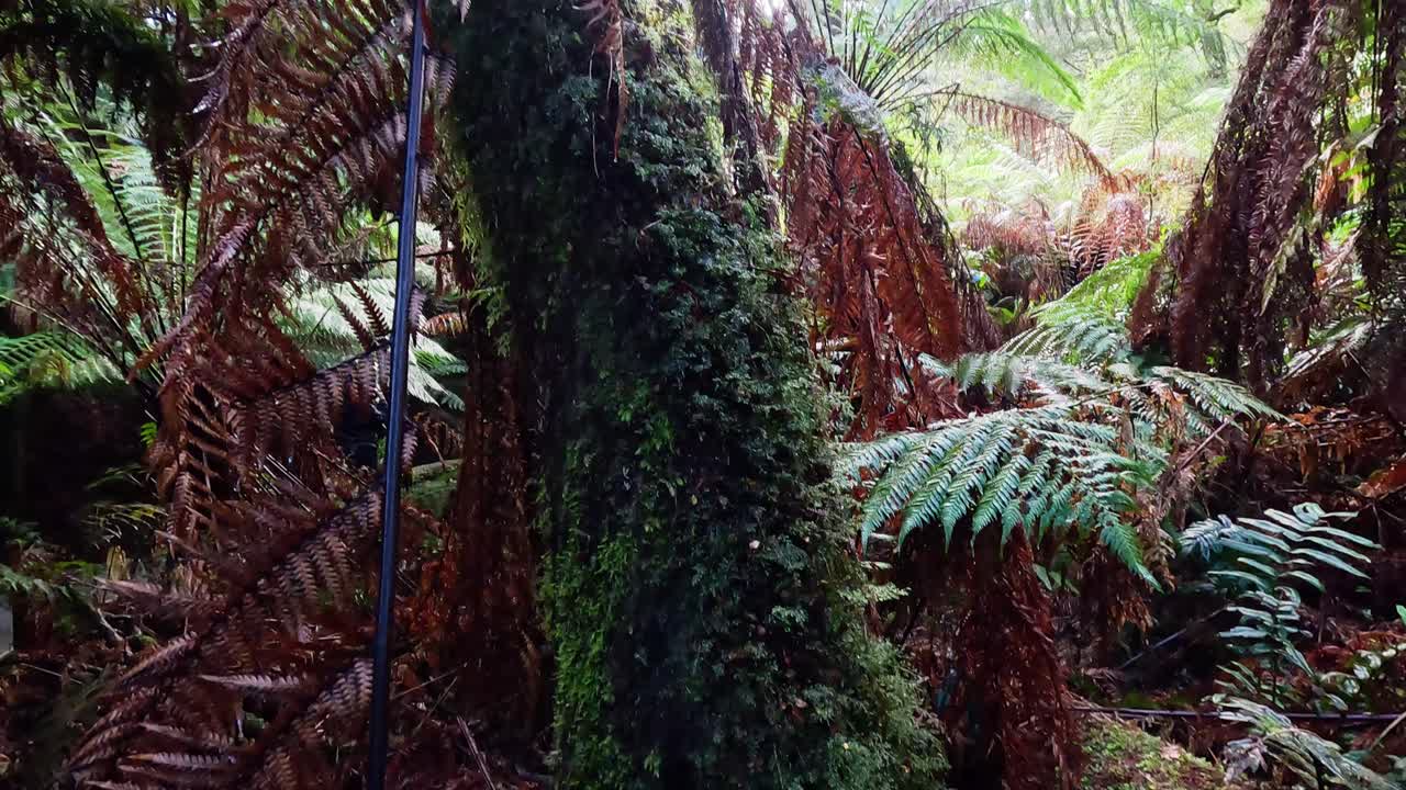 пышная зелень и папоротники в тропическом лесу