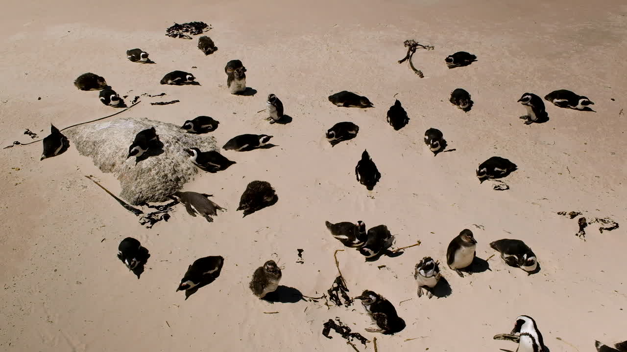 Huddle of African penguins on beach with some molting chicks in between