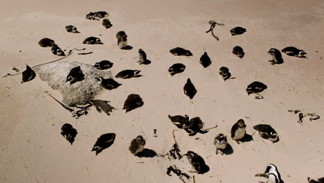 huddle of african penguins on beach with some molting chicks in between