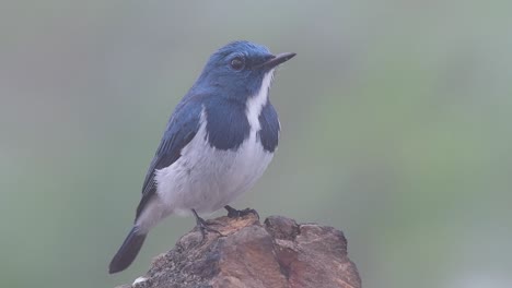 El-Papamoscas-Ultramarino,-También-Conocido-Como-El-Papamoscas-Azul-De-Ceja-Blanca,-Un-Migrante-De-Invierno-A-Tailandia,-Es-Muy-Amigable-Con-La-Gente