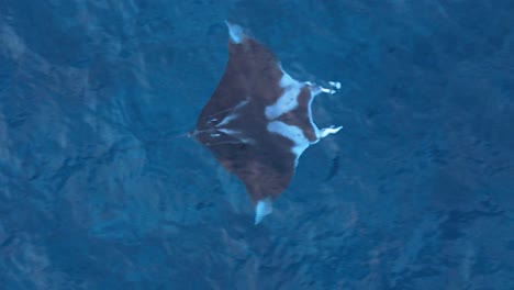 manta ray glides across open clear ocean water in caribbean, top down overview