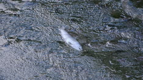 dead containimated fish laying on the flowing river bed, medium shot