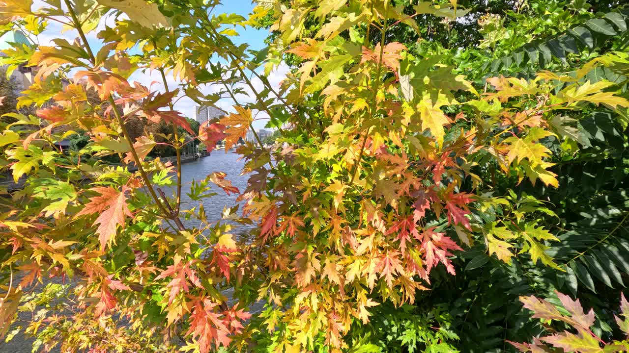 Sunlit maple leaves gently move in the breeze, revealing a riverside urban setting with a railway bridge and passing boat in Berlin, Germany