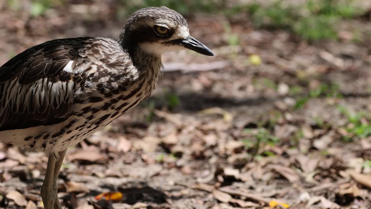 observando el comportamiento de un bush stone-curlew al aire libre