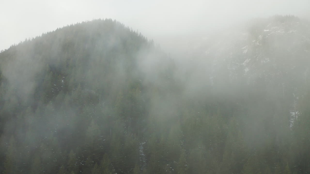 미국 워싱턴 주 올림피크 국립공원 근처의 소나무 숲 위의 안개 구름