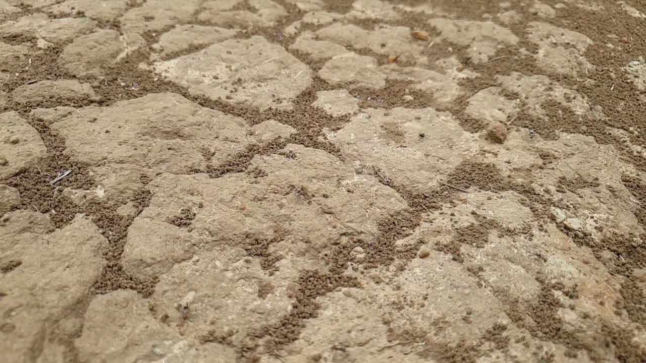 ant colony slow motion slide footage showing ants running over the ground and sand ready to protect and bite for their territory macro close up