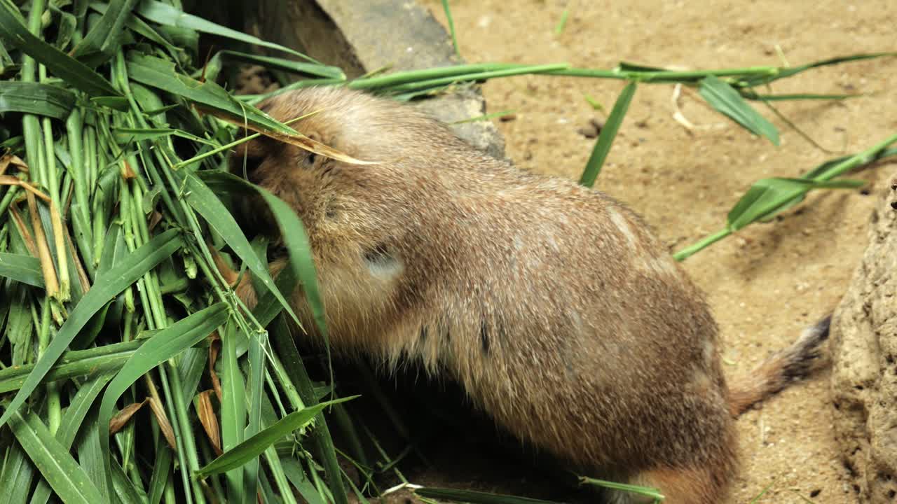 풀밭에서 먹이를 먹고 있는 프레리도그의 클로즈업 샷