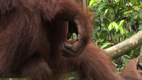 orangután de sumatra, pongo abelii apariencia de la mano y el pelaje