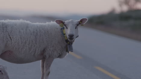 Single-sheep-looking-at-the-camera