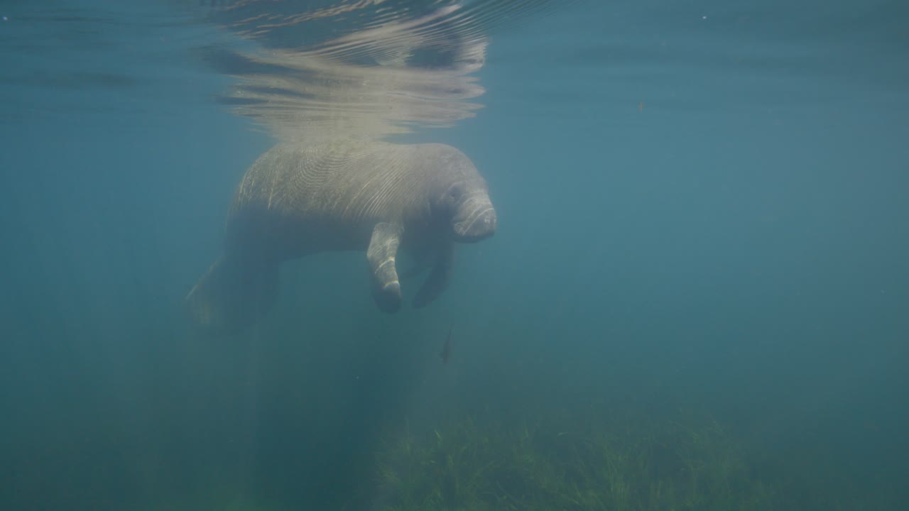 un manatí flotando en la superficie del agua