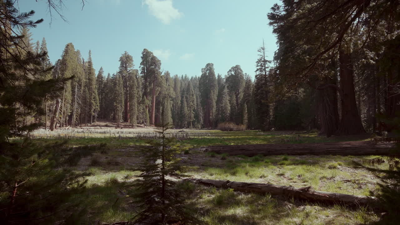 Giant Redwood Forest Landscape