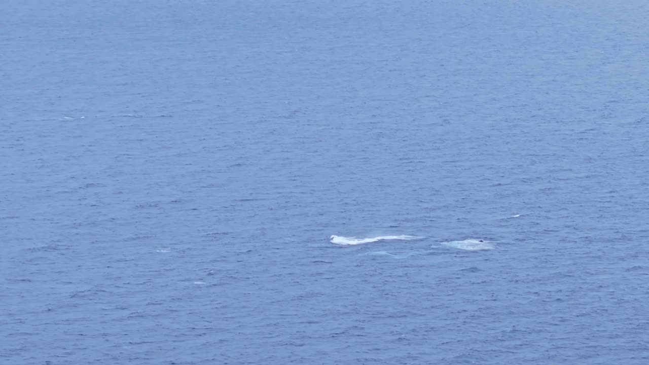 Aerial top-down shot showing an adult humpback whale surfacing, followed moments later by a calf in the open ocean