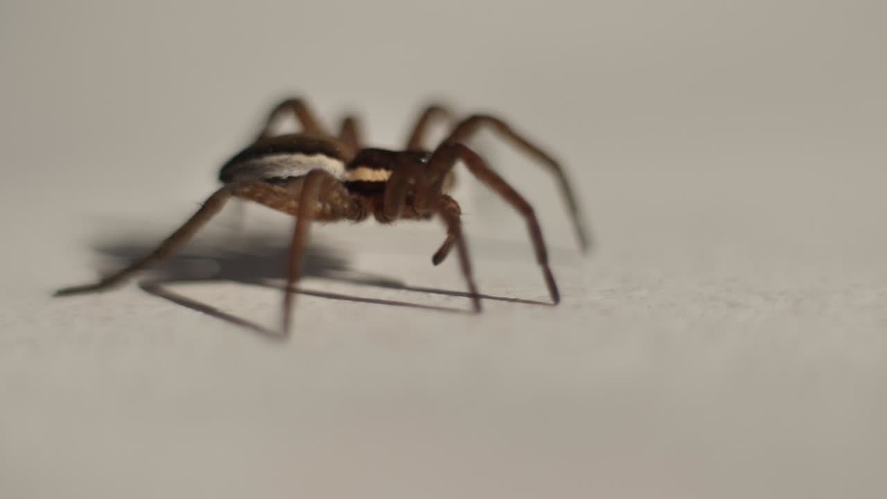 araña marrón en blanco
