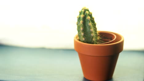 pequeño cactus en una olla de terracota