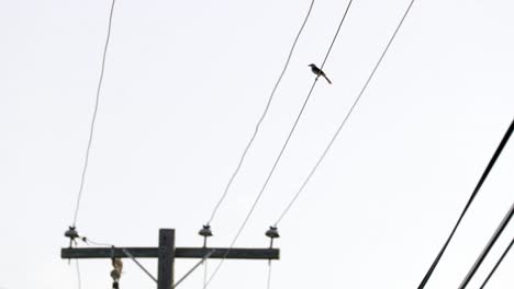 a silhouette of a kingbird siting on telephone wires in the cayman islands