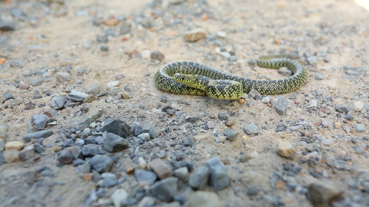 una serpiente rey moteada juvenil, lampropeltis getula holbrooki, una serpiente no venenosa de américa del norte, reacciona ante una amenaza percibida con sacudidas de cola y movimientos de cabeza
