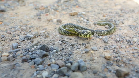 Una-Serpiente-Rey-Moteada-Juvenil,-Lampropeltis-Getula-Holbrooki,-Una-Serpiente-No-Venenosa-De-América-Del-Norte,-Reacciona-Ante-Una-Amenaza-Percibida-Con-Sacudidas-De-Cola-Y-Movimientos-De-Cabeza