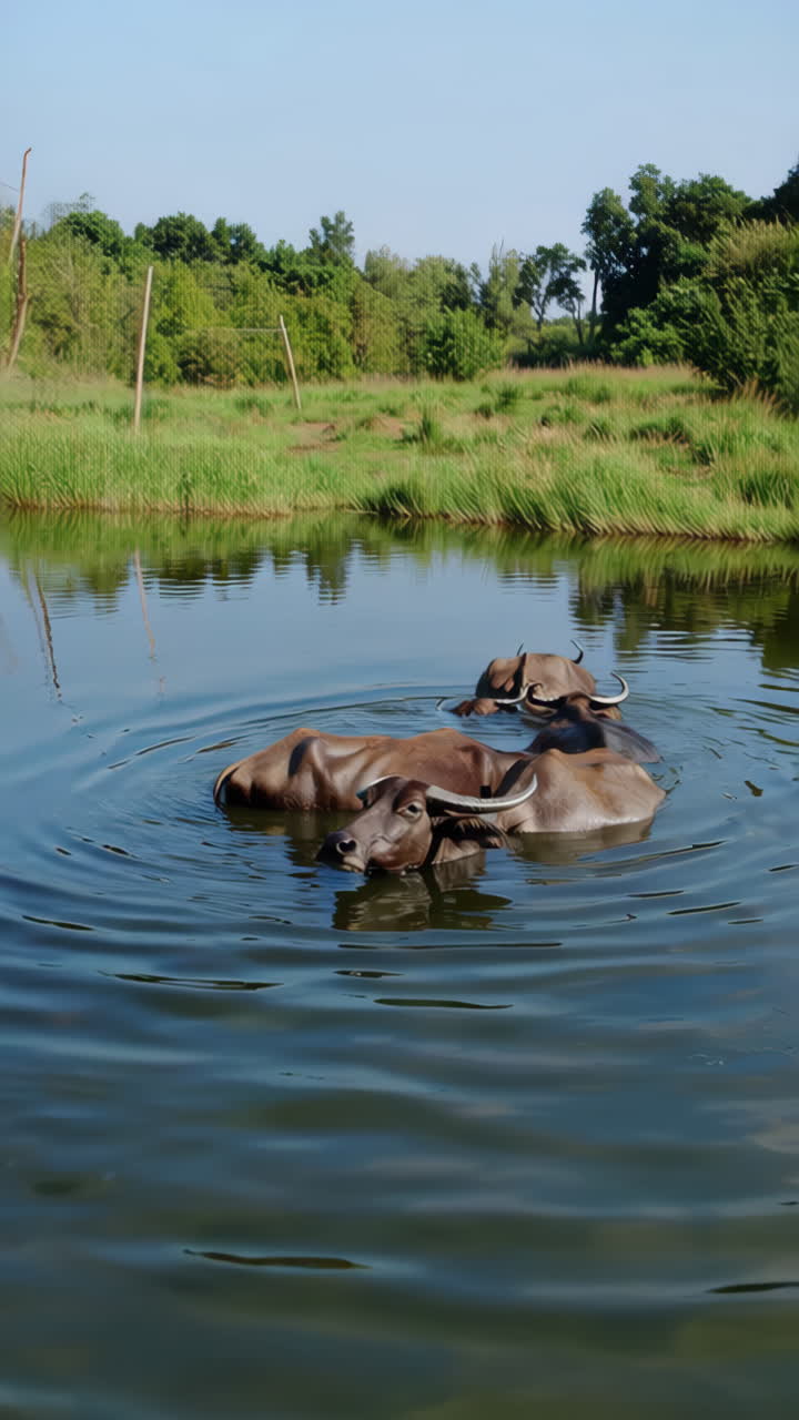 Water Buffalo Bathing in a River
