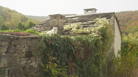 Gato-Blanco-Sentado-En-Un-Muro-De-Piedra-Cubierto-De-Hiedra,-Escena-Rústica-De-Pueblo-De-Otoño