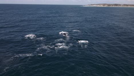 aerial view of a group of whales breathing in sunny africa - megaptera novaeangliae