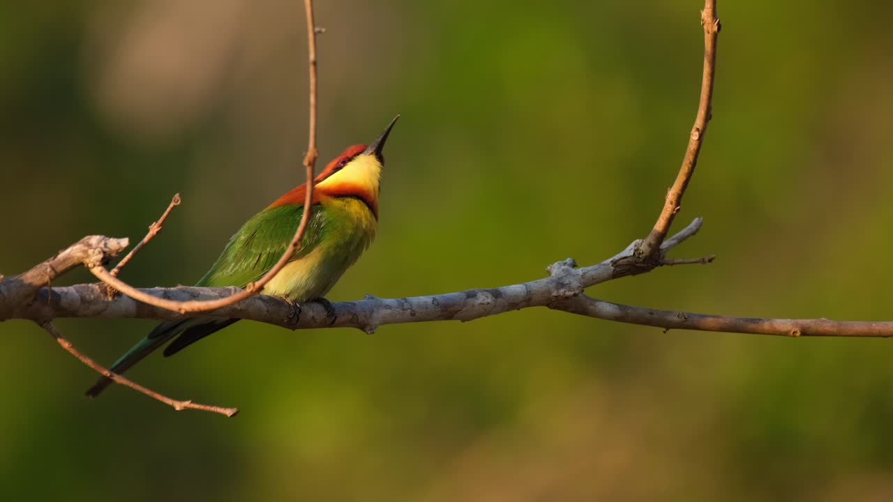 abejaruco de cabeza castaña, merops leschenaulti, metraje 4k, parque nacional khao yai, tailandia