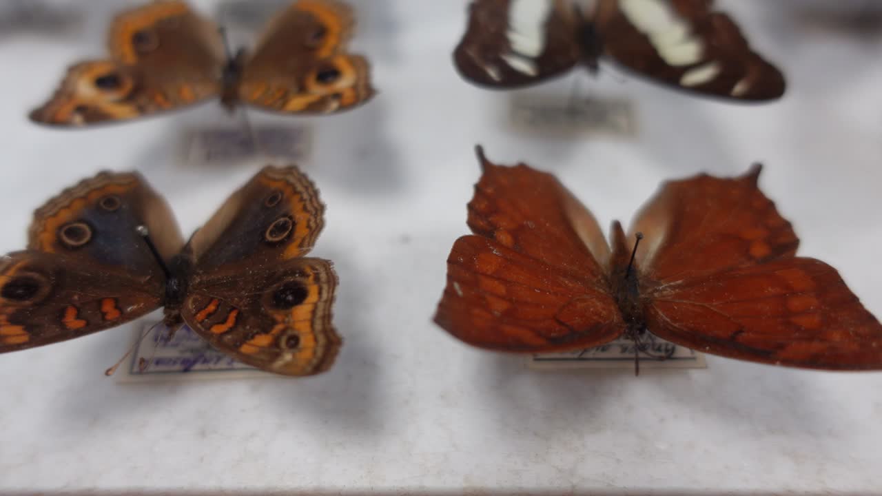 Collezione di farfalle. Collezione di farfalle di varie specie.