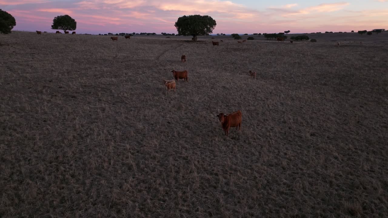 Veduta aerea di mucche marroni in un ampio campo aperto - Cielo rosa al tramonto.