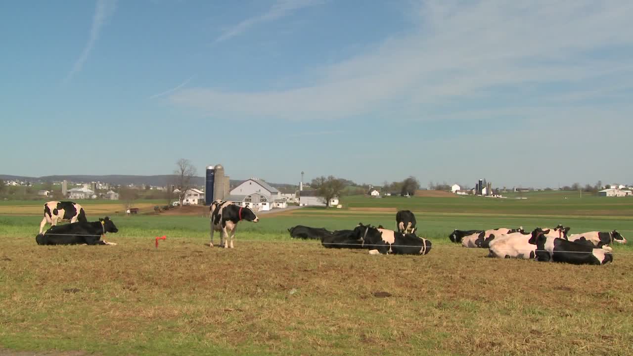 암소는 펜실베니아 랭커스터에 있는 아미쉬 농장에서 햇볕에 앉아 있습니다.