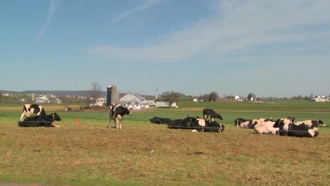 cows sit in the sun on an amish farm in lancaster pennsylvania