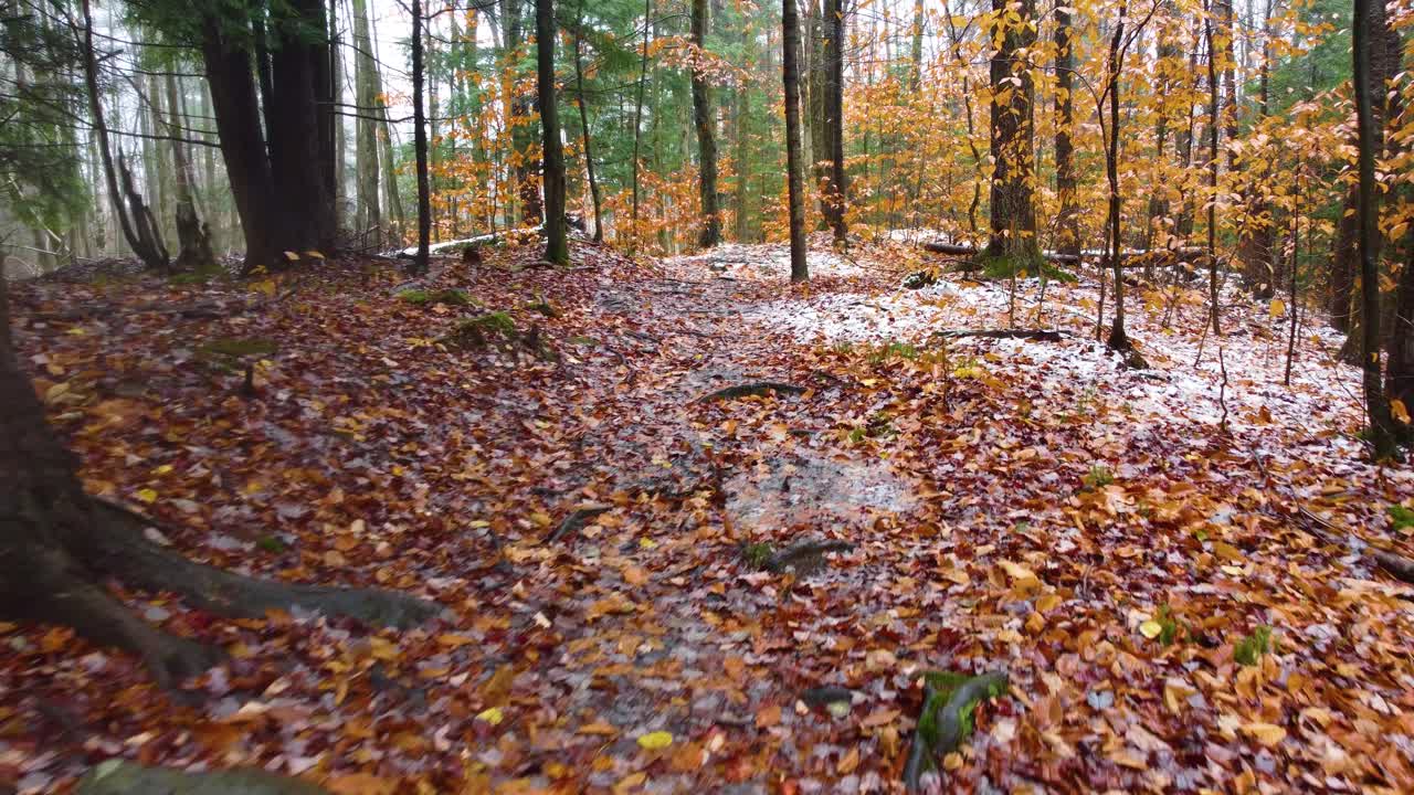 pov en primera persona caminando por el bosque con hojas rojas y amarillas en el suelo
