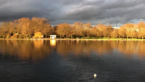 gaviotas volando sobre hyde park por la tarde