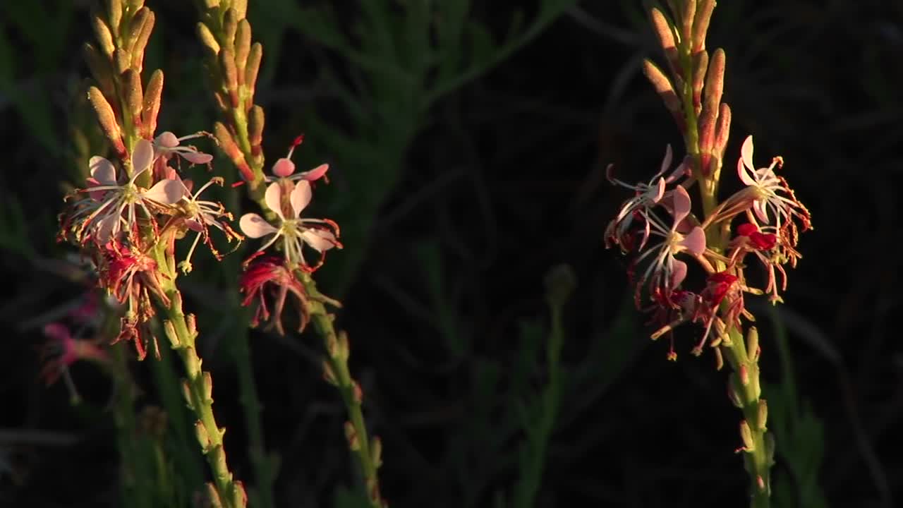 바람에 움직이는 텍사스 야생화의 근접 촬영 1