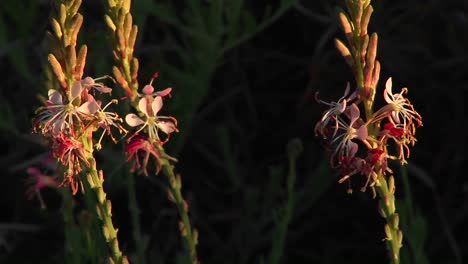 closeup of texas wildflowers moving in the breeze 1