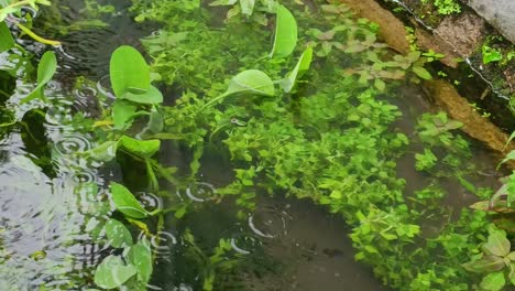 plants in water when it rains