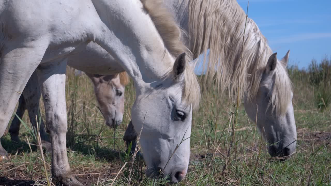 algunos caballos blancos salvajes pastando en un campo en francia
