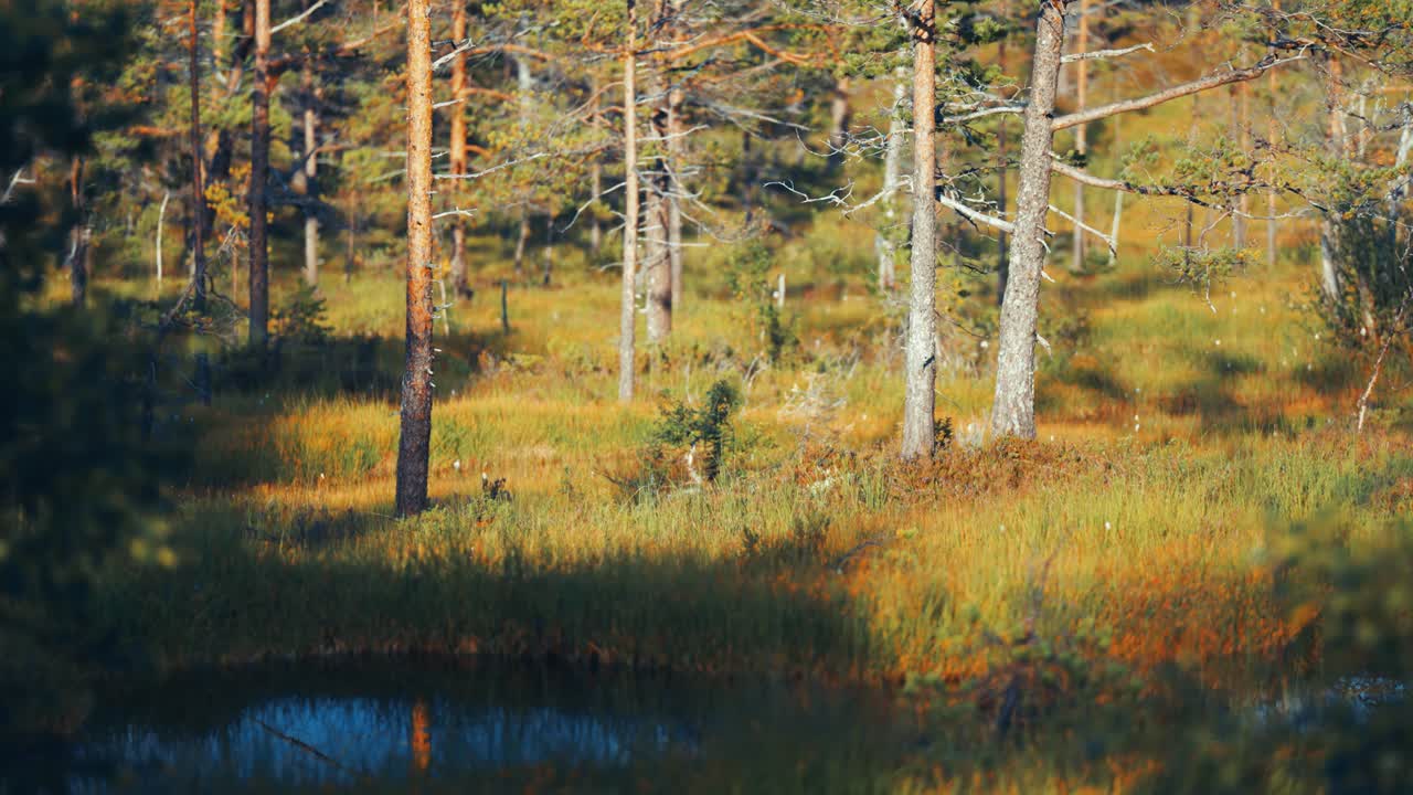 Suoalueet syksyisellä tundralla.