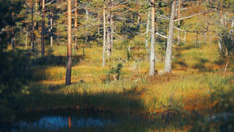 Swampy-grasslands-in-autumn-tundra