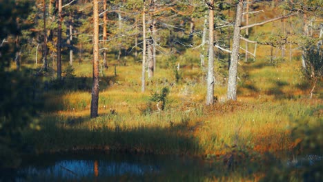 swampy grasslands in autumn tundra